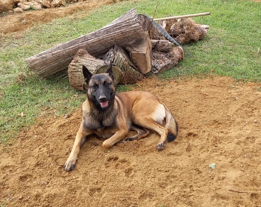 pastor belga malinois