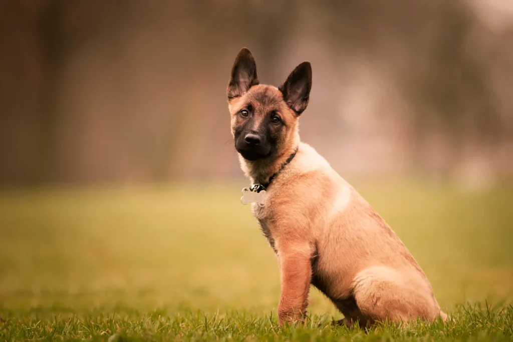 pastor belga malinois