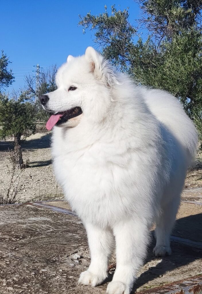 Samoyedo