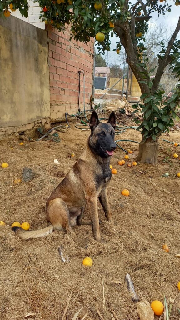 pastor belga malinois