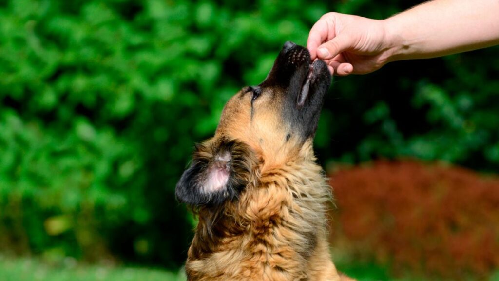 pastor belga malinois