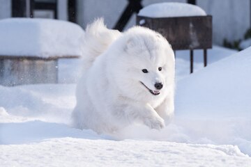 Samoyedo