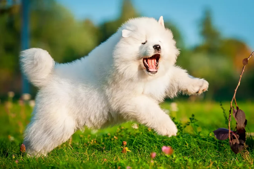 Samoyedo