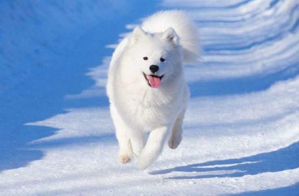 Samoyedo