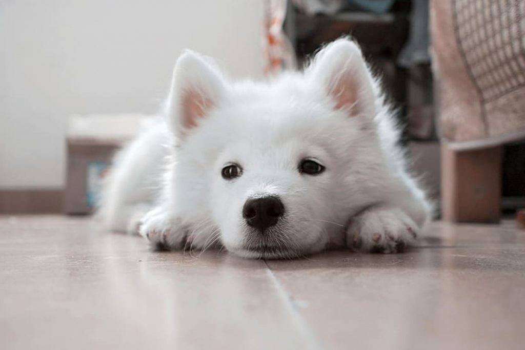 Samoyedo