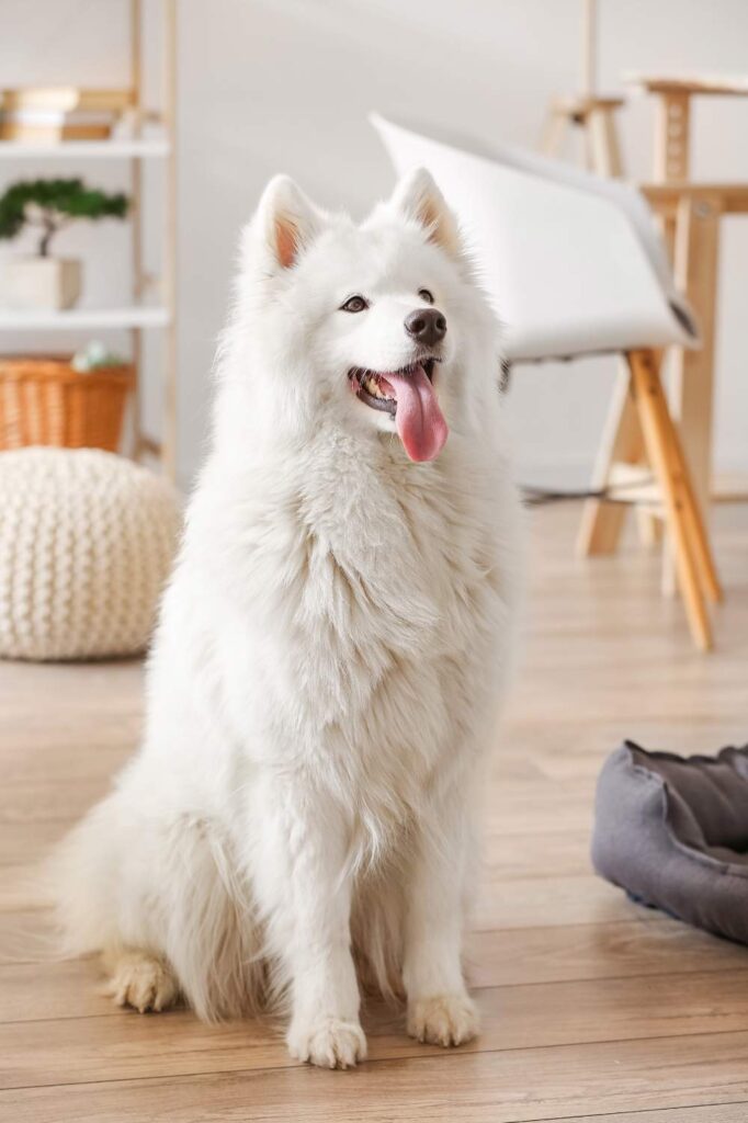 Samoyedo