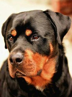 Rottweiller