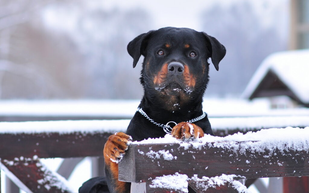 Rottweiller