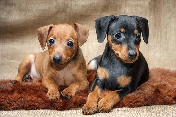 Pinscher