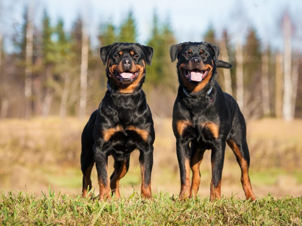 Rottweiller