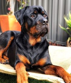 Rottweiler