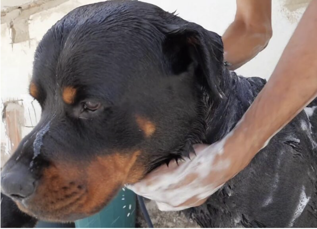 Rottweiler