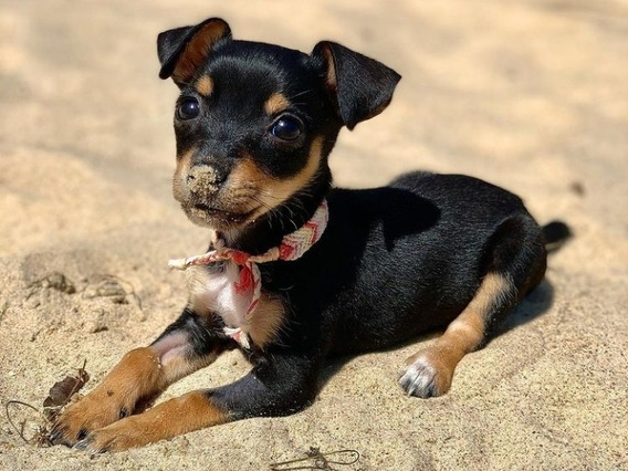 Pinscher