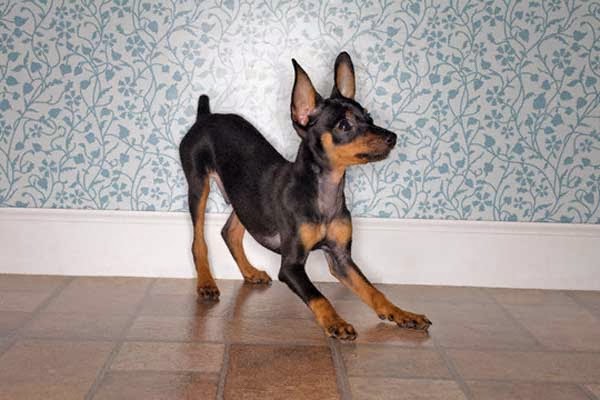 Pinscher