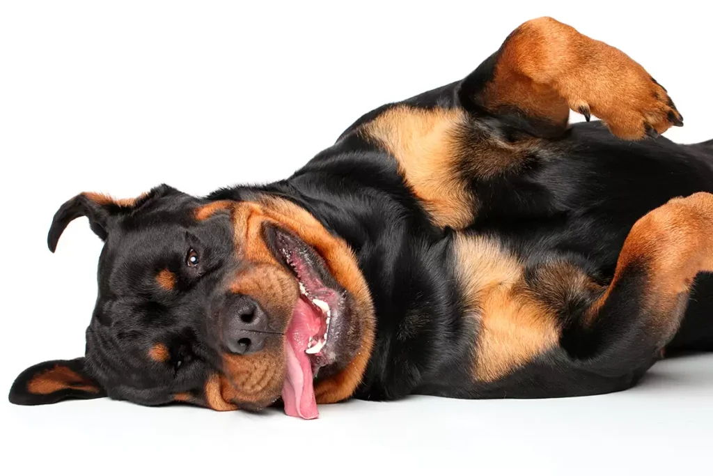 Rottweiler