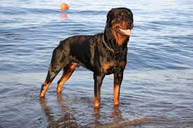 Rottweiller