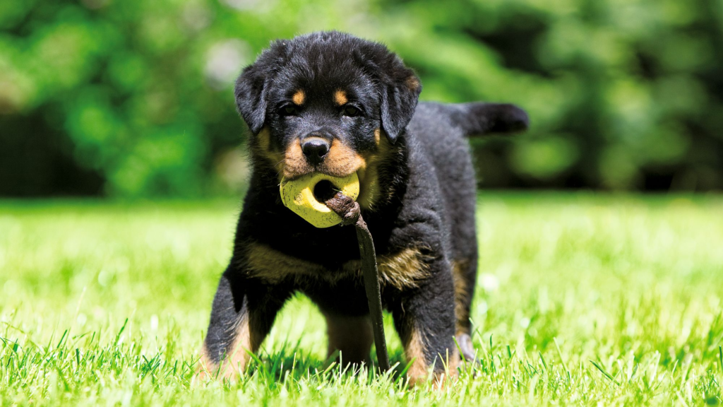 Rottweiler