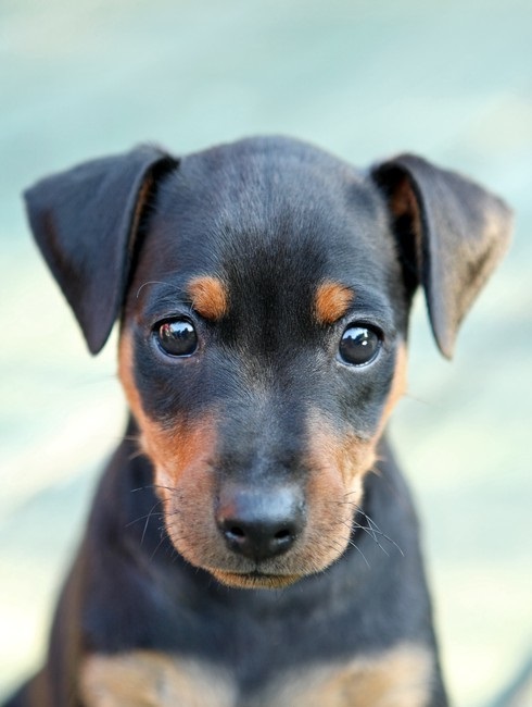 Pinscher