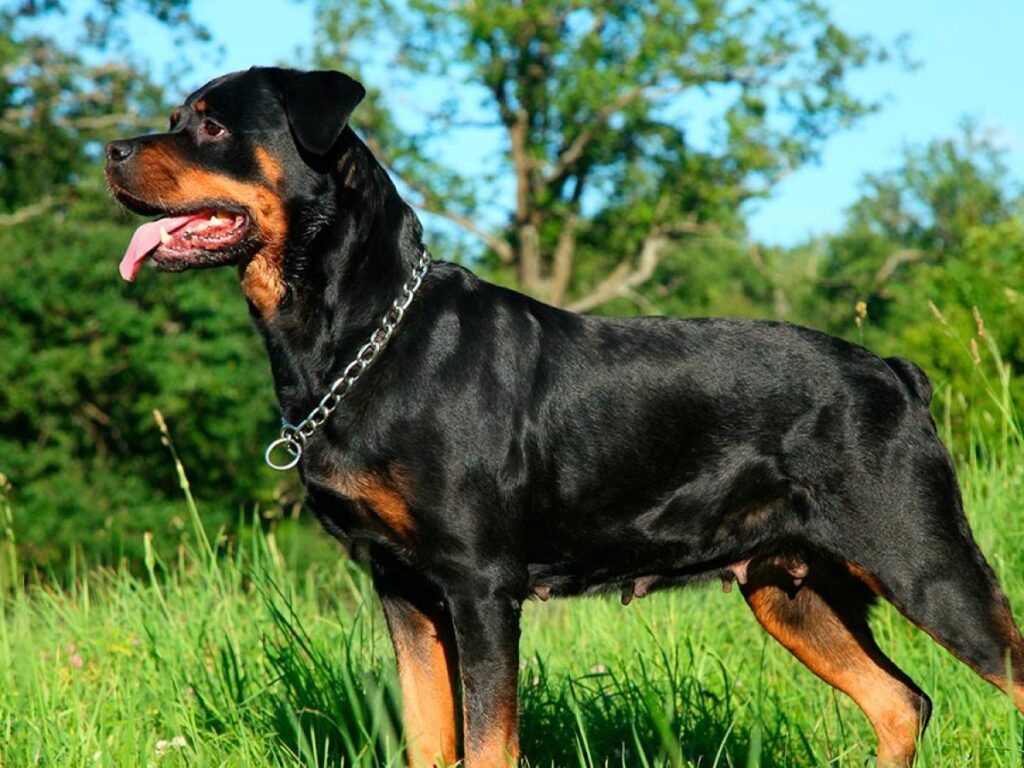 Rottweiler