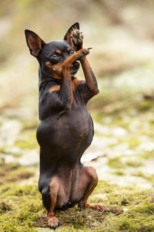 Pinscher