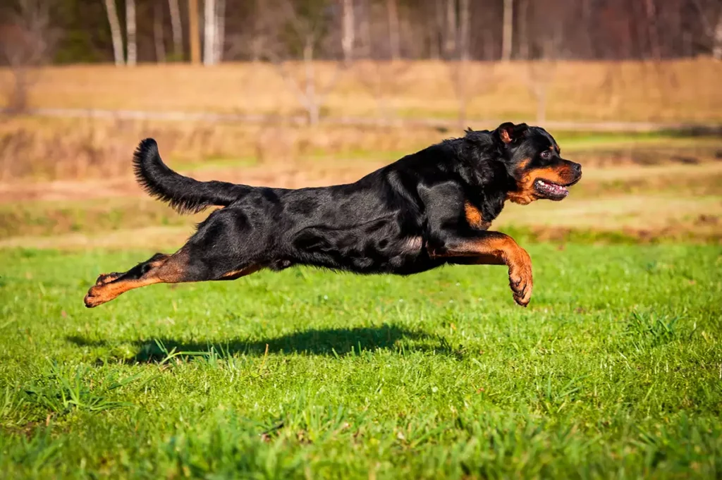 Rottweiller