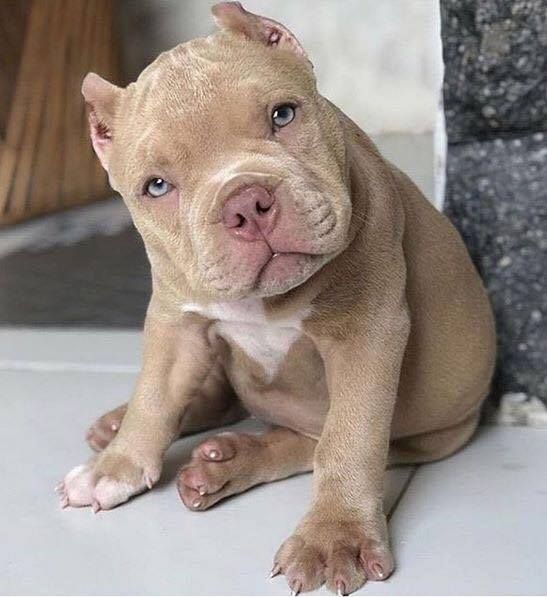 Pit Bull