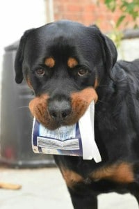 Rottweiler