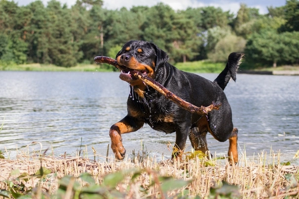 Rottweiller