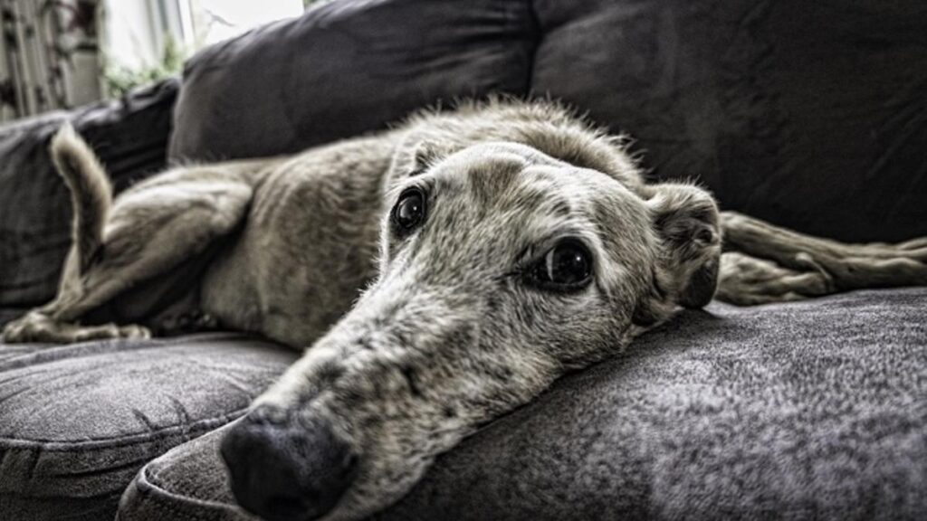 Galgo