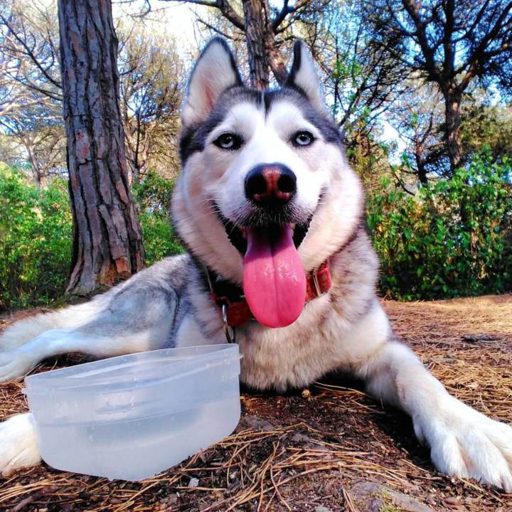 Husky Siberiano