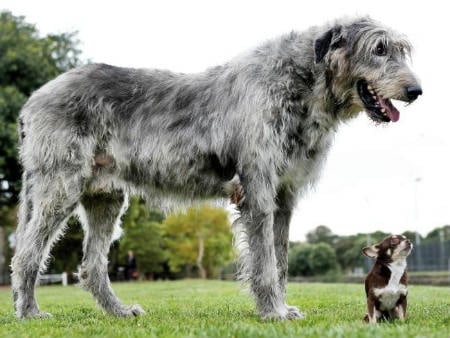 Galgo Irlandés