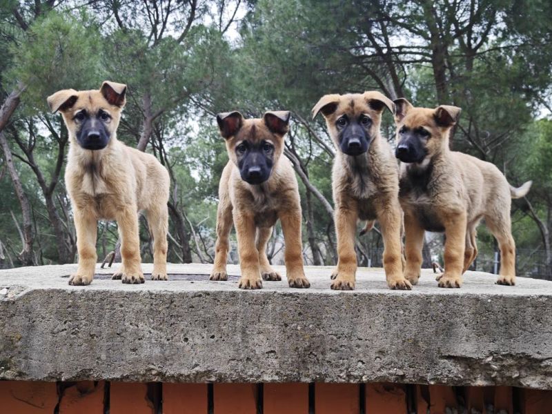 Acogida cachorros
