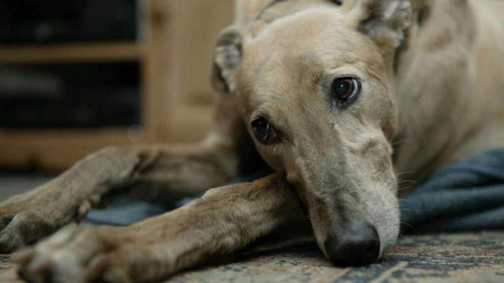 Galgo