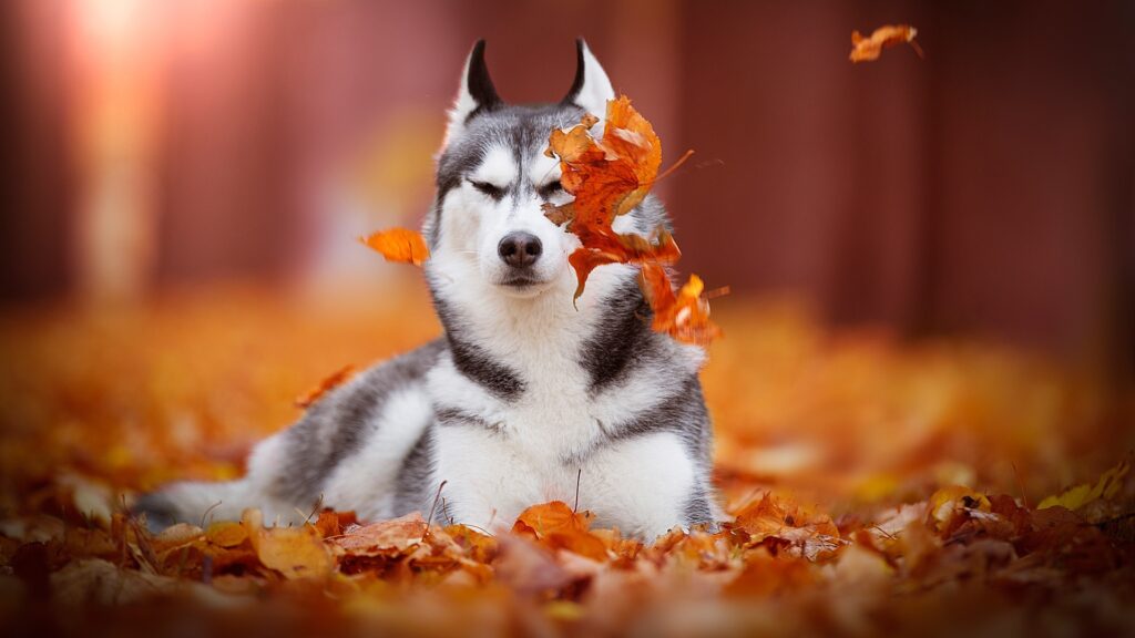 Husky Siberiano