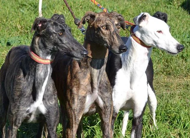 Galgo Español