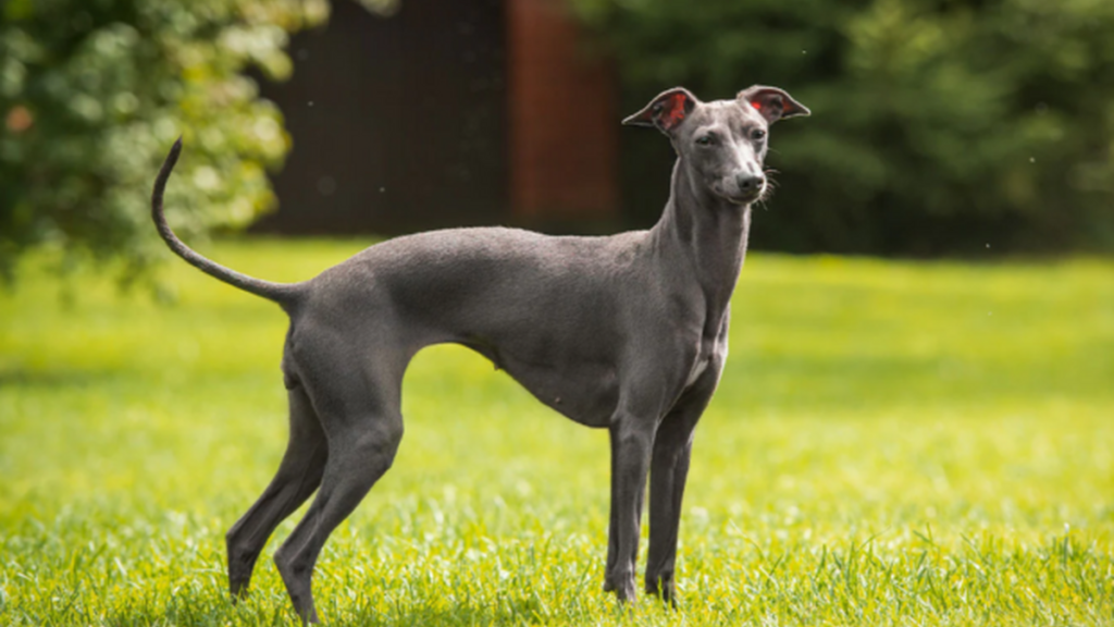 Galgo Italiano