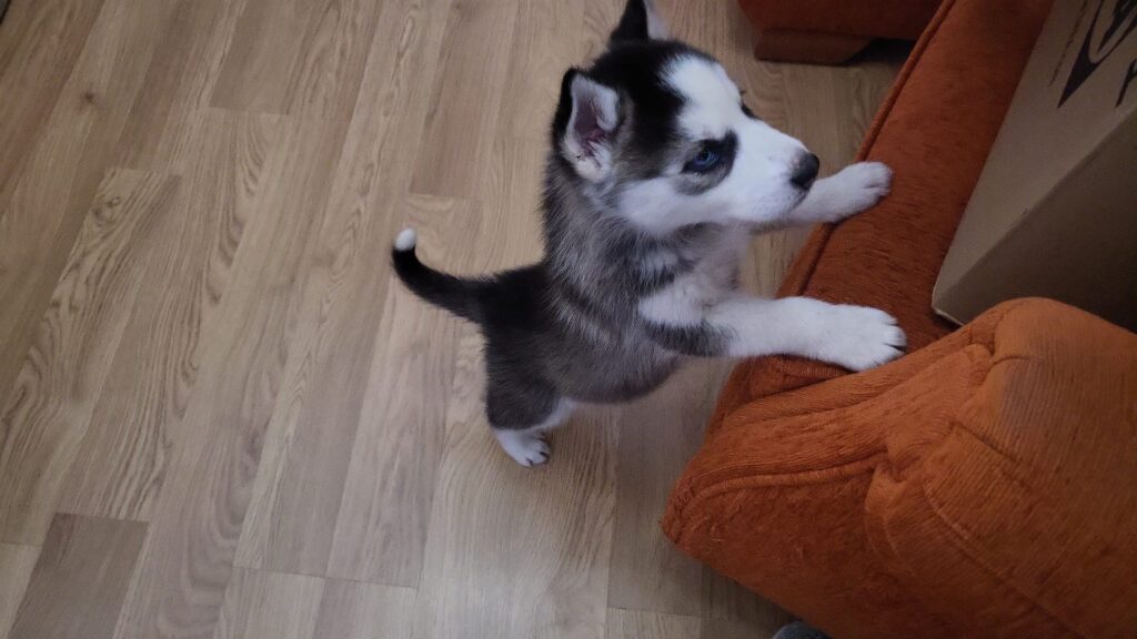 Husky Siberiano