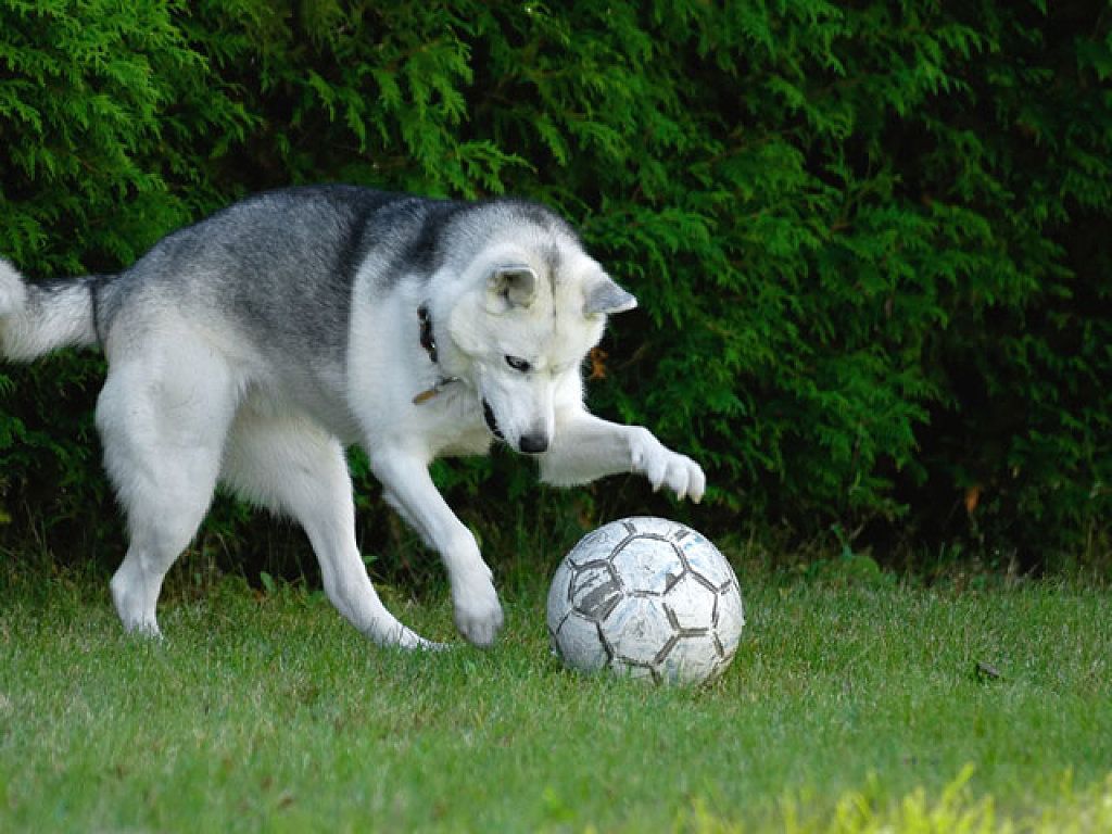 Husky Siberiano