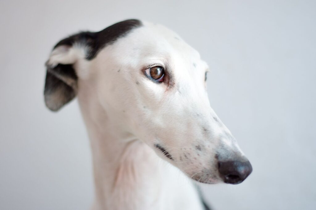 Galgo