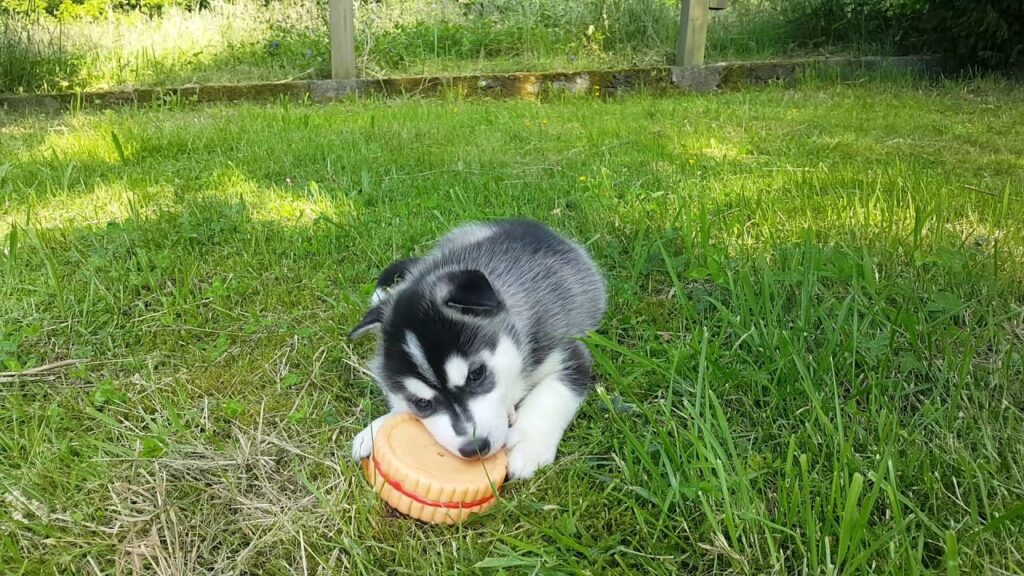 Husky Siberiano