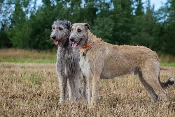 Galgo Irlandés