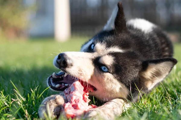 Husky Siberiano