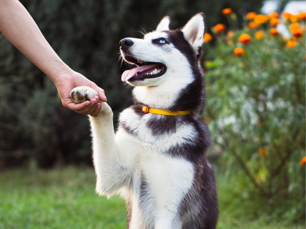 Husky Siberiano