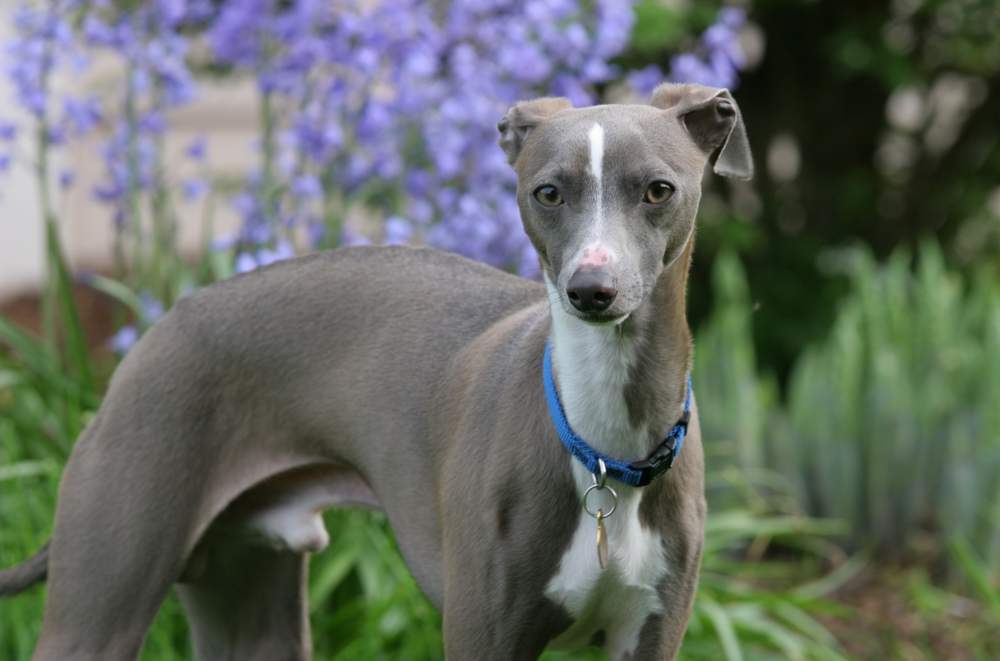 Galgo Italiano