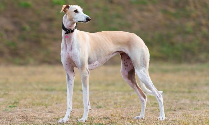 Galgo Español