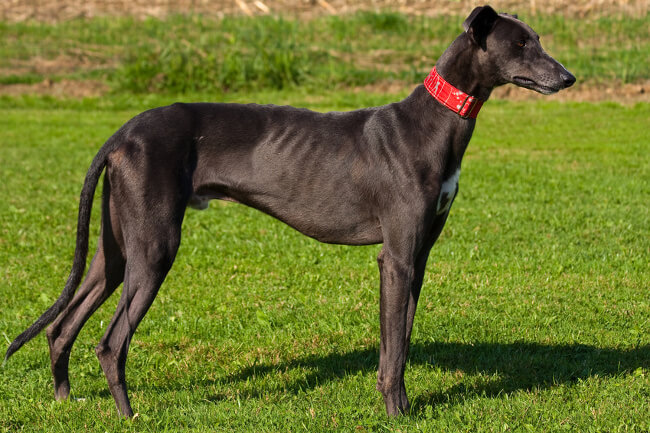 Galgo Español