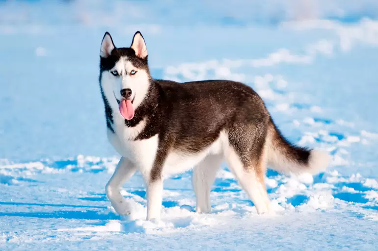 Husky Siberiano