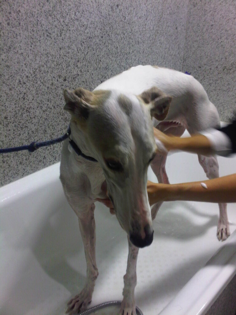 Galgo