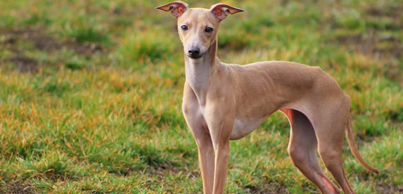 Galgo Italiano