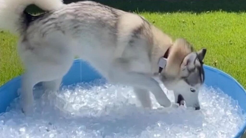 Husky Siberiano